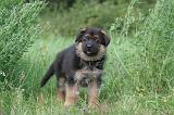 BERGER ALLEMAND 1192